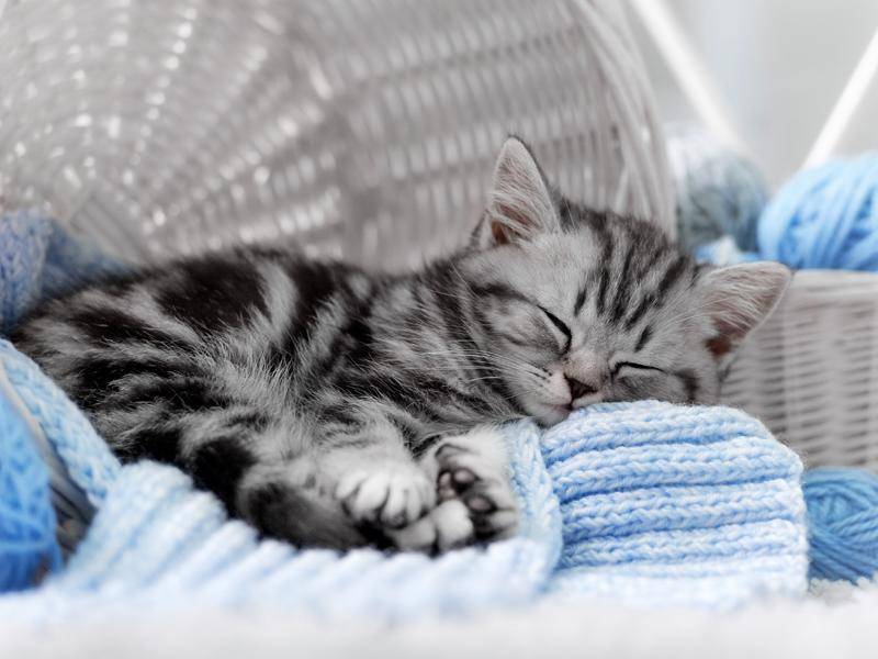 Das sieht aber kuschelig aus, kleines Britisch-Kurzhaar-Kätzchen – Bild: Shutterstock / Vasilyev Alexandr