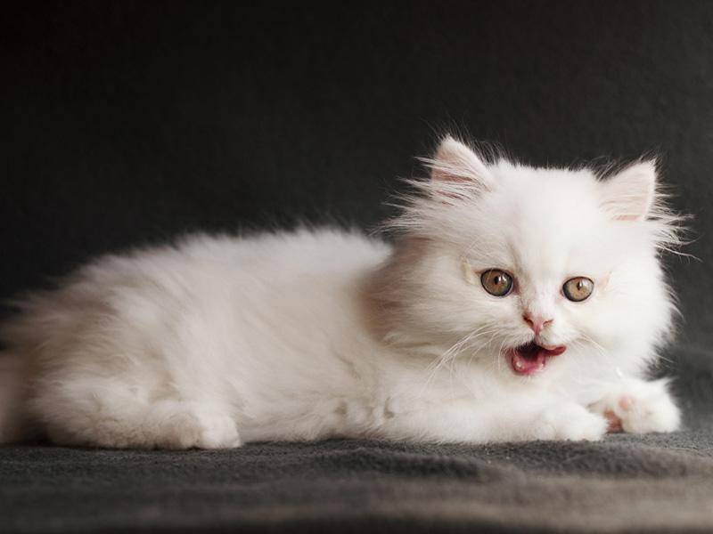 Dieses schneeweiße Katzenbaby ist schon etwas größer, aber nicht weniger niedlich – Bild: Shutterstock / DreamBig