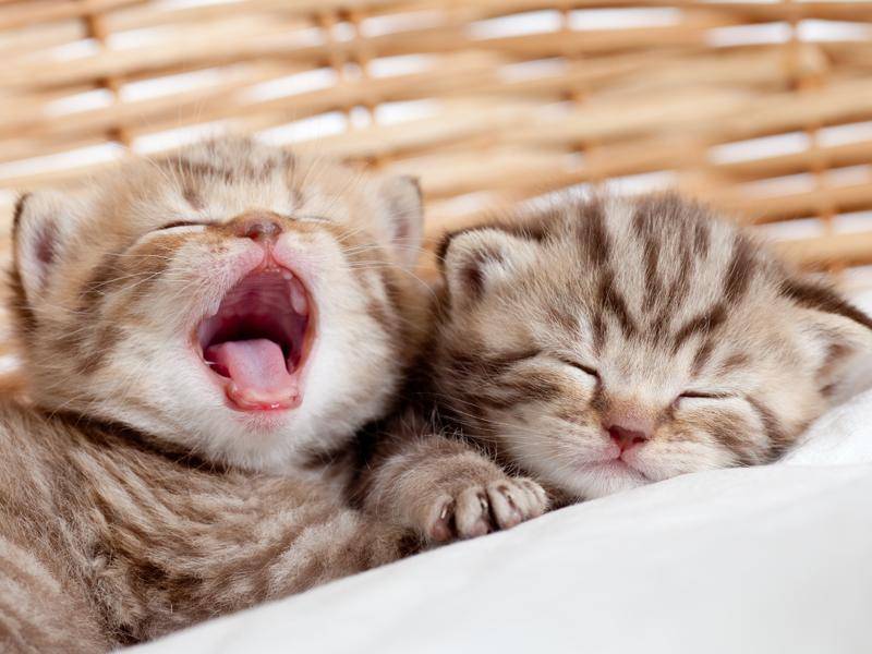 Ob das die kleinsten Katzenbabys der Welt sind? – Bild: Shutterstock / Oksana Kuzmina