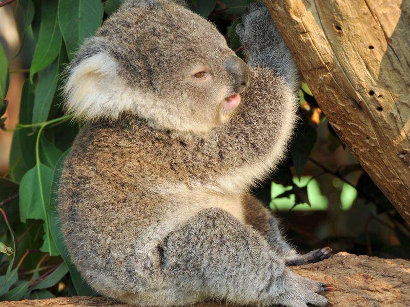 Pummeliger kleiner Koala macht eine Pause – Bild: Shutterstock / covenant