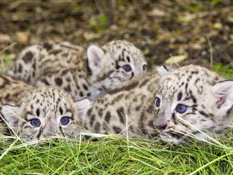 Ein Wurf besteht normalerweise aus einem bis fünf Leopardenjungen – Bild: Shutterstock / belizar