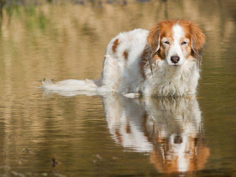 Wasserscheu sind die früher für die Entenjagd eingesetzten Hunde nicht – Bild: Shutterstock / Burry van den Brink
