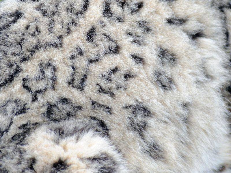 Bis zu 4000 Haare pro Quadratzentimeter machen das Fell des Schneeleoparden richtig schön warm – Bild: Shutterstock / KMW Photography