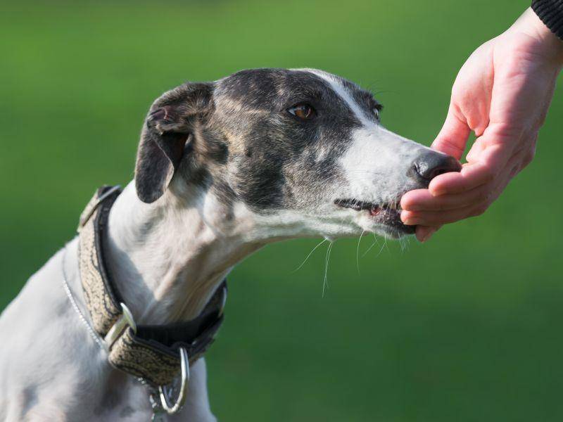 Der Greyhound ist ein liebevoller, anhänglicher Hund – Bild: Shutterstock / tsik
