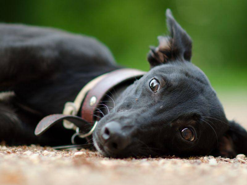 Der schöne Windhund rennt zwar gern, aber liebt es auch ruhig und gemütlich – Bild: Shutterstock / Jana Oudova