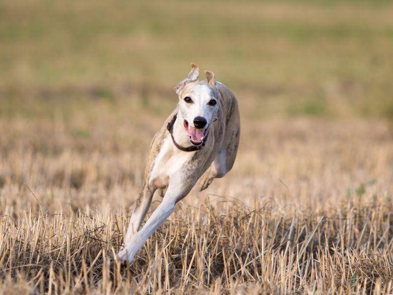 Er zählt zu den schnellsten Hunden der Welt – Bild: Shutterstock / DragoNika