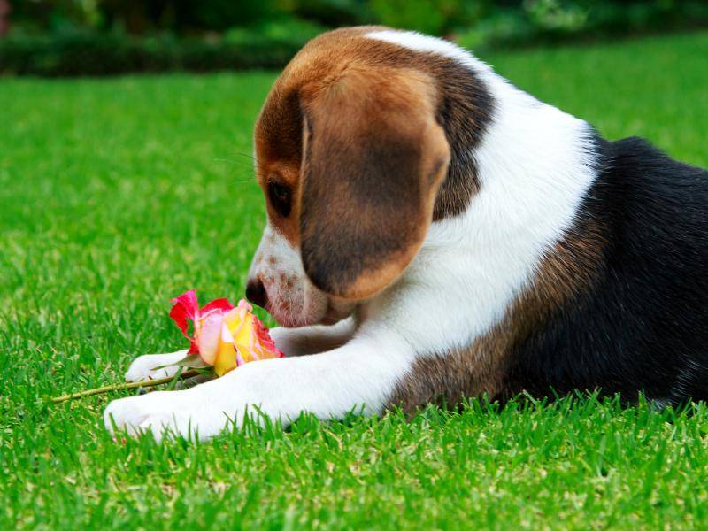 Eine kleine Rose für einen süßen Beagle-Welpen – Bild: Shutterstock / Marie-Anne Aberson