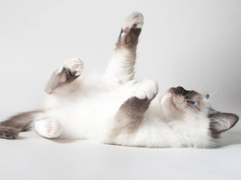 Ob das kleine Kätzchen Karate macht? – Bild: Shutterstock / Gerhard Goene