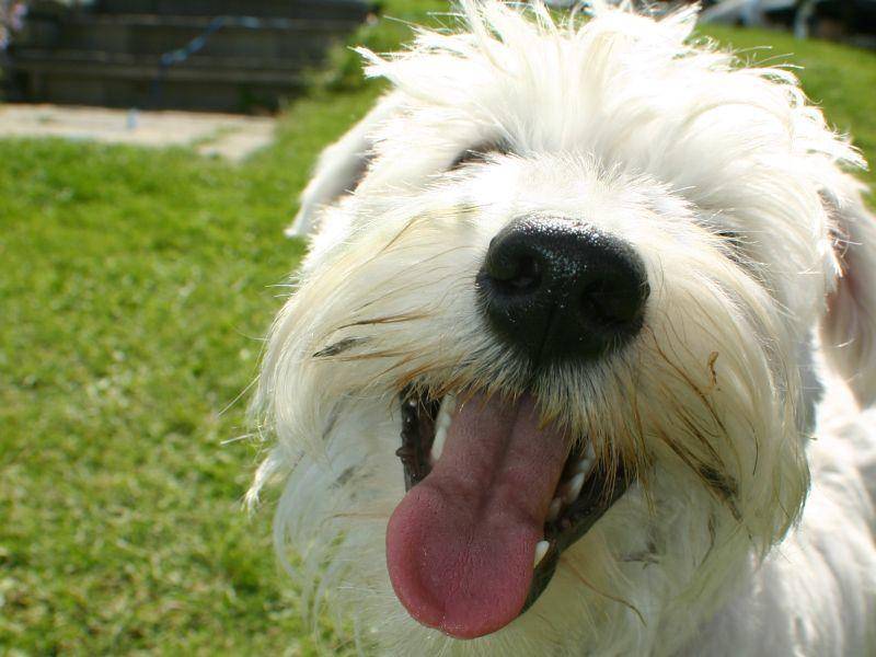 Einmal in die Kamera lächeln – für fröhliche Hunde wie Westies kein Problem! – Bild: Shutterstock / julie deshaies