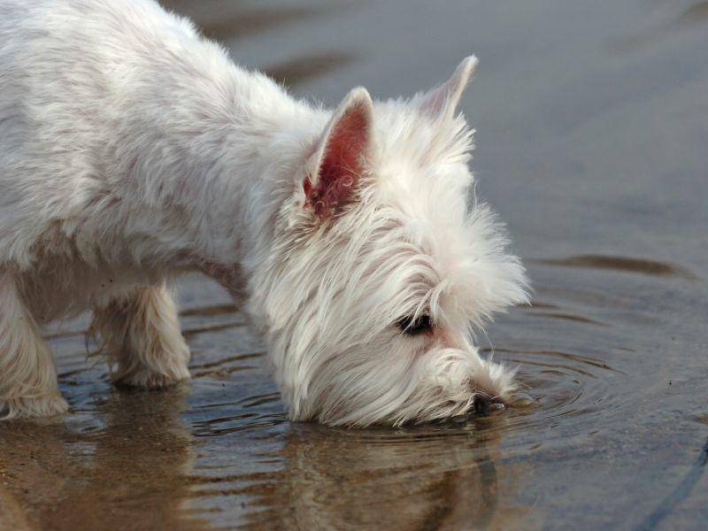 "Da ist doch etwas im Wasser!" Dem West Highland White Terrier entgeht nichts – Bild: Shutterstock / nancy dressel