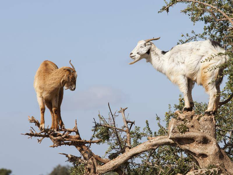 Diese Ziegen krabbeln auf einem Arganbaum im Marokko herum – Bild: Shutterstock / danm12