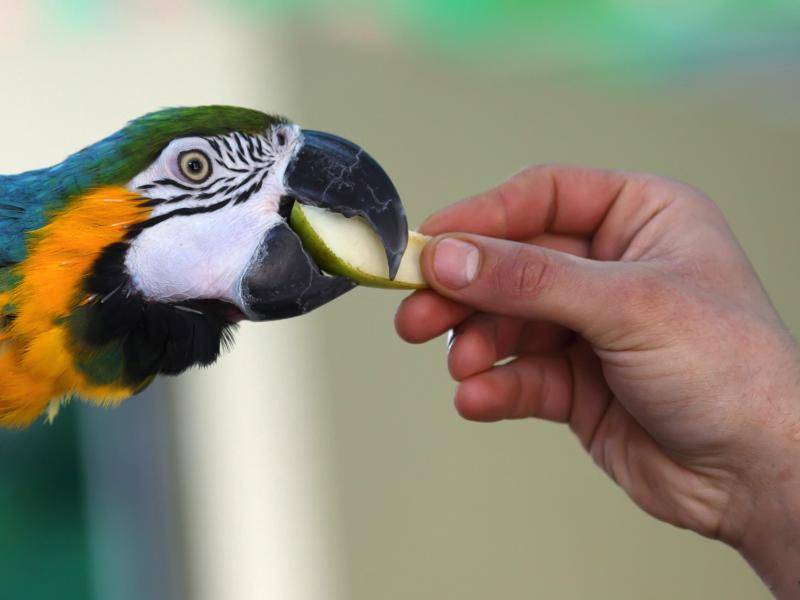 Diese Papageienart ernährt sich beispielsweise von Obst, Nüssen und Körnerfutter – Bild: Shutterstock / LeonP