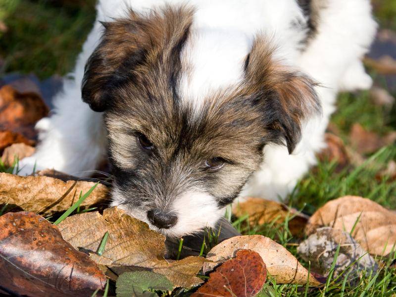 Klein, süß und neugierig: Ein Tibet-Terrier-Welpe – Bild: Shutterstock / teekaygee