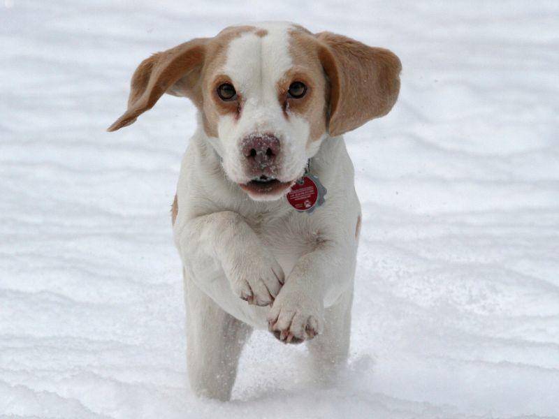 Ein junger Beagle im Schnee: "Und ab durch die Mitte!!!" – Bild: Shutterstock / Ina Raschke