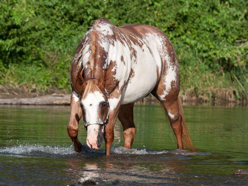 Das Paint Horse ist ein starkes, mittelgroßes und vielseitiges Pferd – Bild: Shutterstock / Lenkadan1