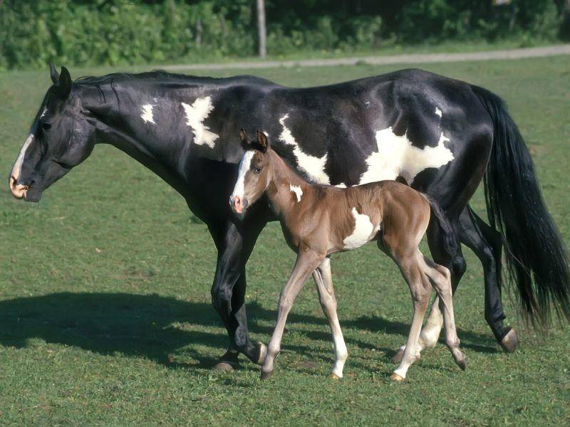 Braun- oder schwarzgescheckt: Paint Horses gibt es in den verschiedensten Farbvariationen – Bild: Shutterstock / outdoorsman