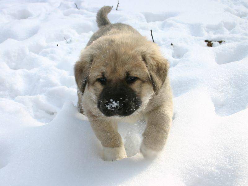 "Und ein Pfötchen, und noch ein Pfötchen ...", im Schnee laufen will gelernt sein! – Bild: Shutterstock / Anna Galejeva