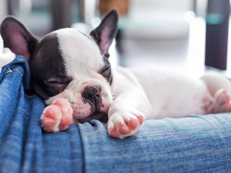 Diese zuckersüße Französische Bulldogge will lieber schlafen – Bild: Shutterstock / Patryk Kosmider