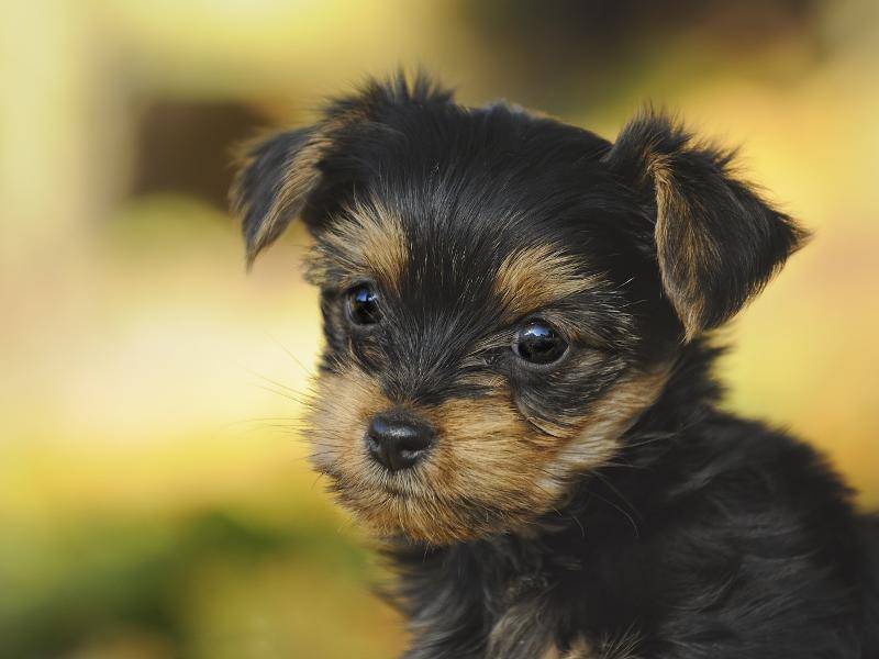 Mit seinem niedlichen Gesicht erwärmt dieser Yorkshire Terrier jedes Herz – Bild: Shutterstock / AnetaPics