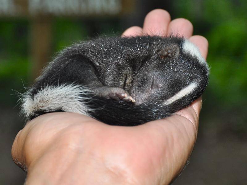 Ein weiblicher Skunk bringt in der Regel vier bis fünf Jungen zur Welt – Bild: Shutterstock / Becky Sheridan