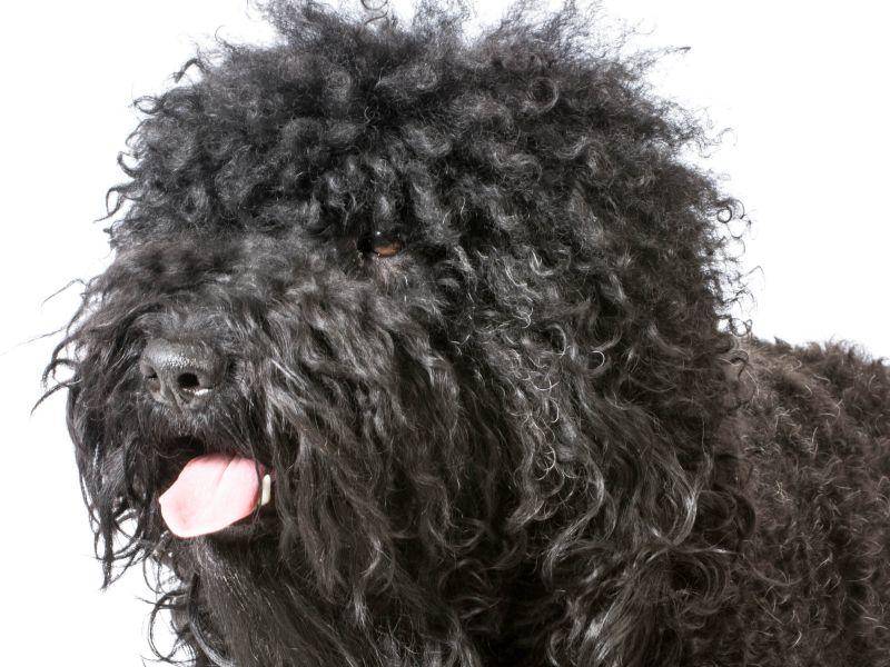 Sein krauses Haar ist charakteristisch für den beliebten Familienhund – Bild: Shutterstock / WilleeCole Photography