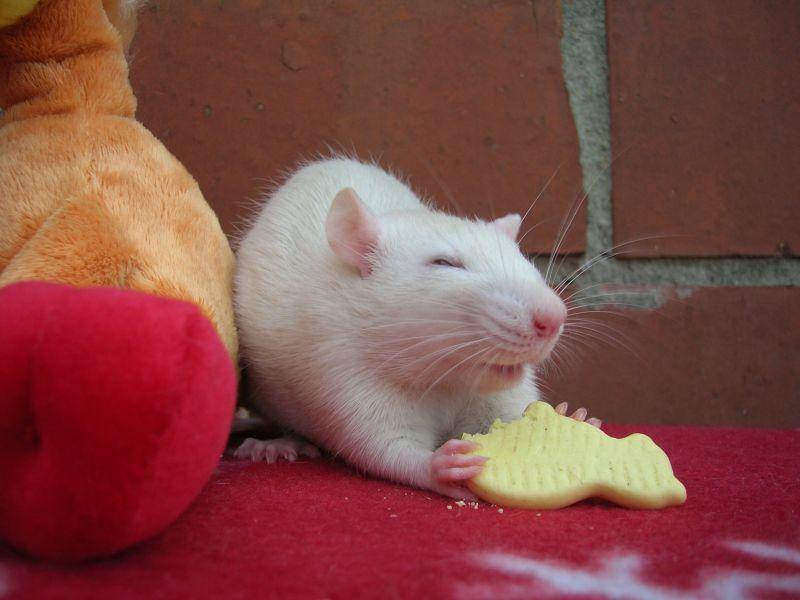 Cracker gefunden: Diese Ratte ist glücklich – Bild: Shutterstock / Fenton