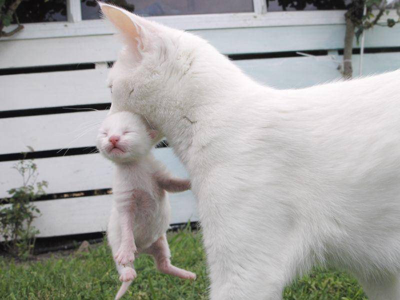 Jetzt aber schnell nach Hause: Katzenmama bringt ihr Baby ins Nest – Bild: Shutterstock /Margo Harrison