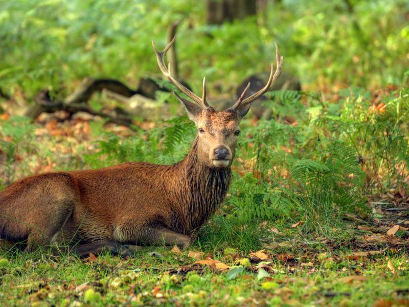 Diese Tiere leben zum Beispiel in Wäldern und sind auch auf Lichtungen oft anzutreffen – Bild: Shutterstock / Matt Gibson