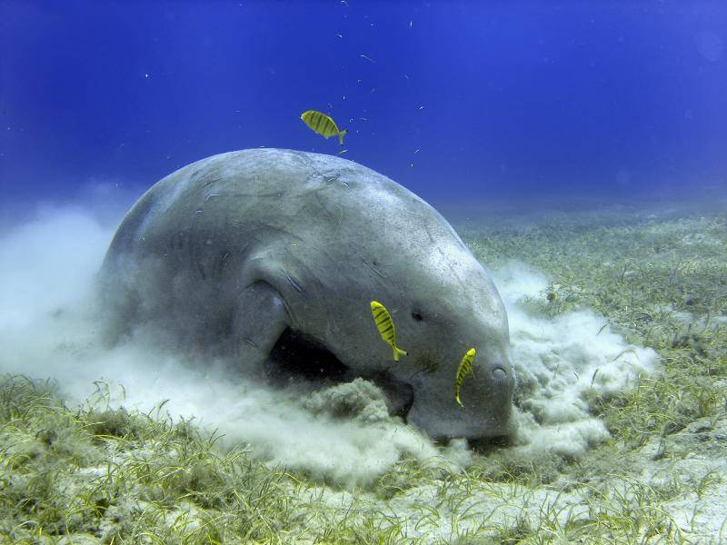 Ihre Nahrung suchen Seekühe vorwiegend am Meeresboden – Bild: Shutterstock / Andrea Izzotti