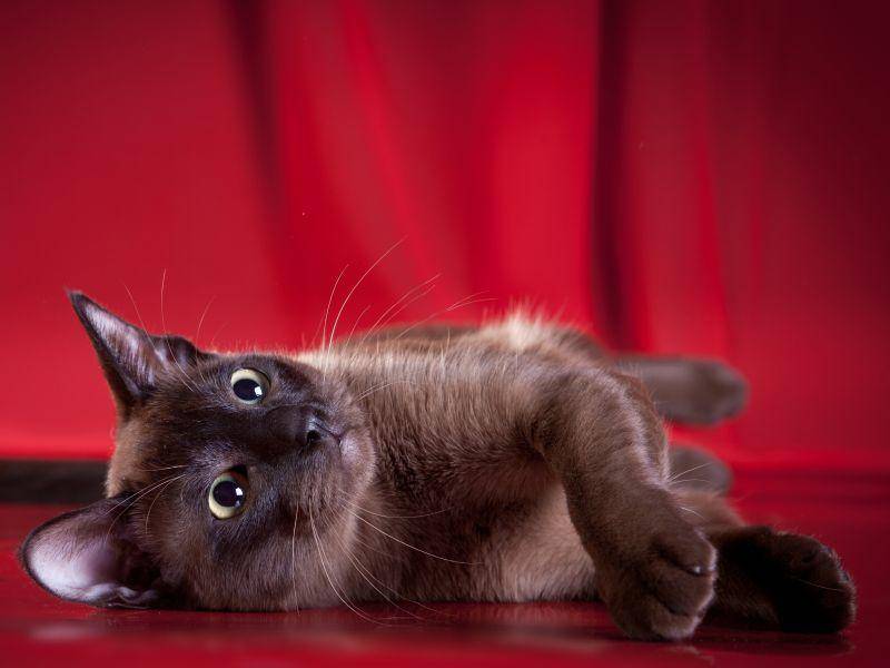 Sehr gemütlich und verschmust ist die schöne Katze natürlich auch – Bild: Shutterstock / dezi