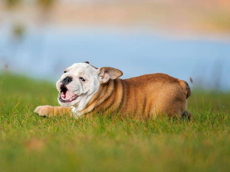 Gutmütig, treu und zuverlässig: Die Englische Bulldogge – Bild: Shutterstock / Rita Kochmarjova