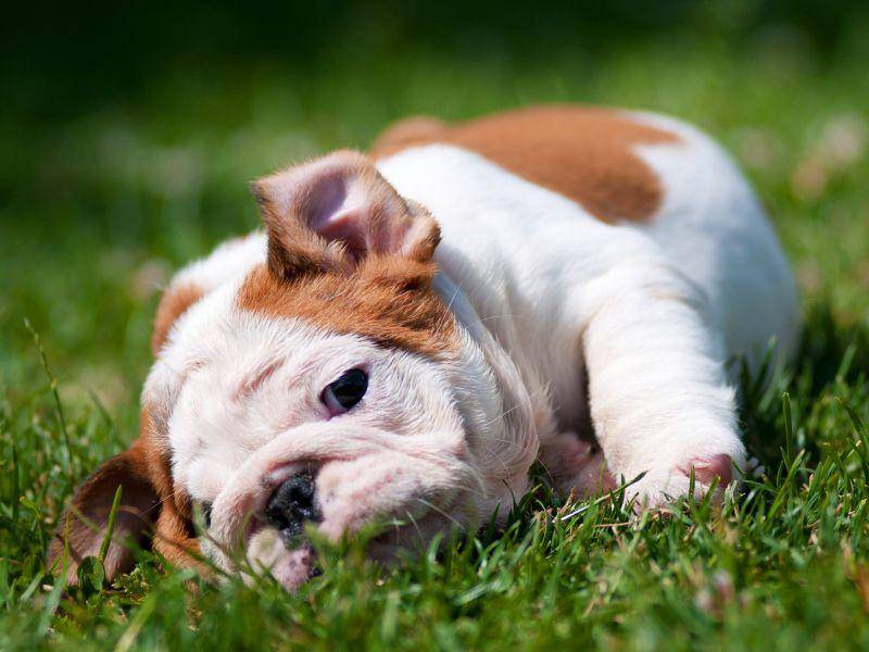 Und das ist eine kleine Englische Bulldogge. Niedlich! – Bild: Shutterstock / otsphoto