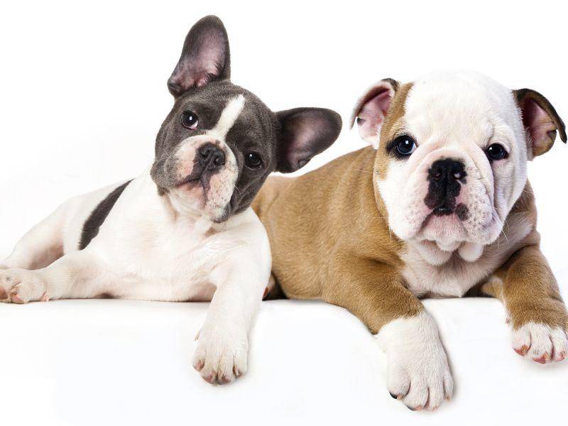 Französische und eine Englische Bulldogge: Na, wer ist wer? – Bild: Shutterstock / Liliya Kulianionak