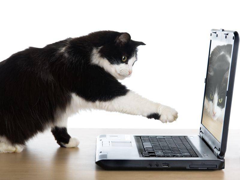 ... weil auf dem Schreibtisch mit etwas Glück gerade etwas im Katzenfernsehen läuft – Bild: Shutterstock / Larisa Lofitskaya
