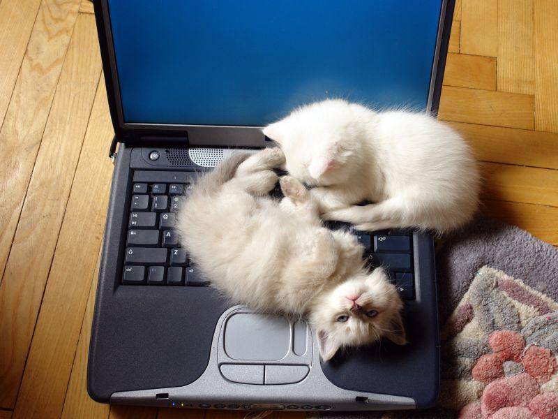 Und wer noch zu klein zum auf-den-Schreibtisch-Hopsen ist, ist bestimmt schon groß genug für den Laptop – Bild: Shutterstock / Orhan Cam