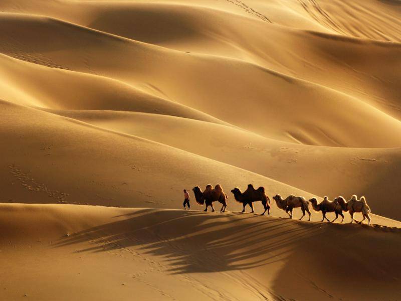 "Viele von uns Kamelen leben in Afrika!" – Bild: Shutterstock / LU JINRONG