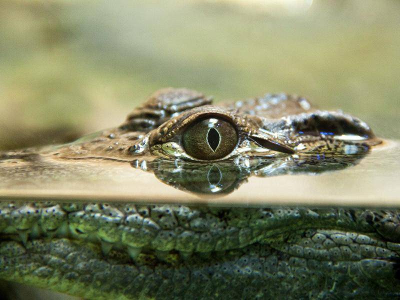 Der Blick eines Krokodils kann sehr eindringlich sein – Bild: Shutterstock / Oded Ben-Raphael