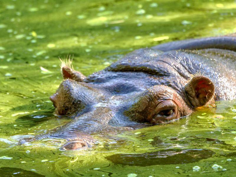 Die meiste Zeit verbringen Nilpferde im Wasser oder in Nähe von Gewässern – Bild: Shutterstock / A_Lesik