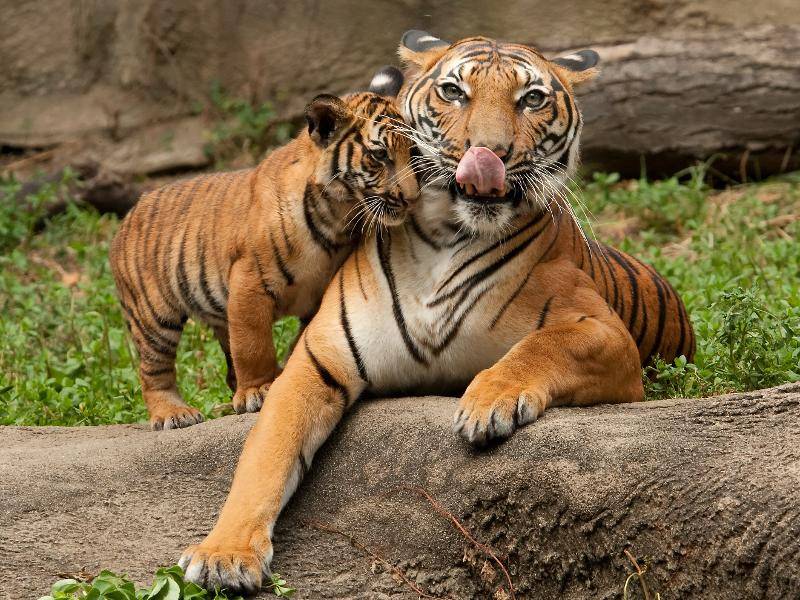 "Aber manchmal wollen wir Tigerbabys auch nur mit unserer Mama kuscheln..." – Bild: Shutterstock / Cynthia Kidwell