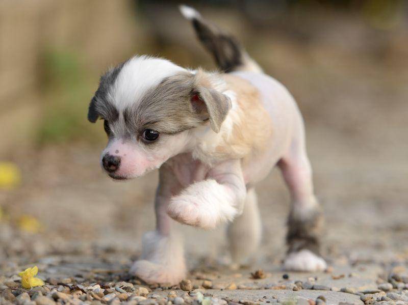 Ein fröhlicher Hund, der das Spielen liebt: Das ist der Chineische Schopfhund schon als Welpe! – Bild: Shutterstock / tsik