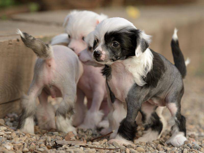 Klein aber fein: Süße Chinesische-Schopfhund-Welpen – Bild: Shutterstock / tsik