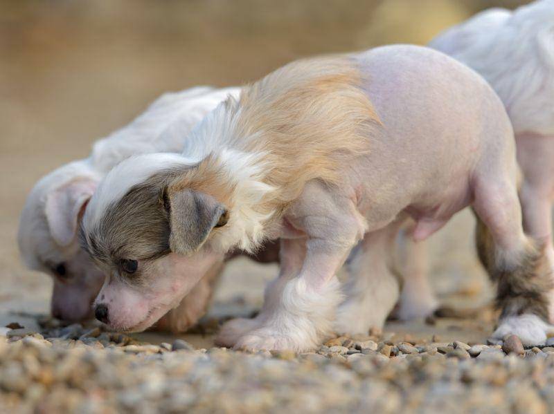 Er ist sehr neugierig: Spaziergänge findet der Chinesische Schopfhund ganz toll! – Bild: Shutterstock / tsik