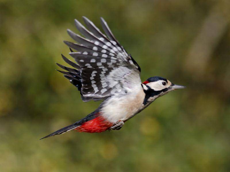 Fliegender Specht: Ein seltener, aber schöner Anblick – Bild: Shutterstock / Erni