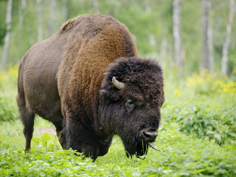 Typisch für den amerikanischen Bison sind zudem die Hörner und das dichte Fell – Bild: shutterstock / Olga_i