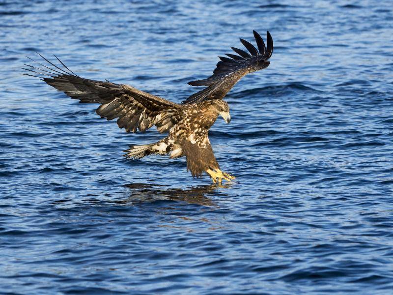 ... die sie dann mit ihren Krallen beispielsweise beim Flug über Gewässer einfangen – Bild: Shutterstock / AndreAnita