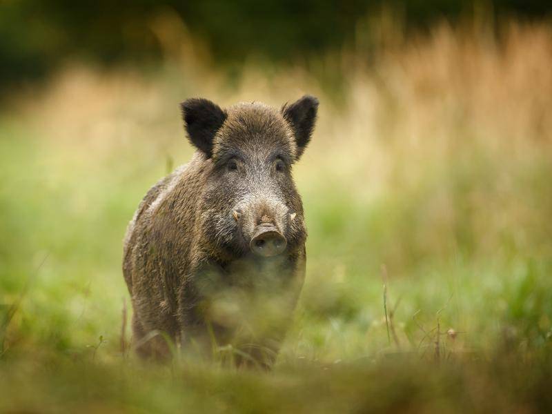 "Ich bin ein Wildschwein und gehöre zur Ordnung der Paarhufer!" – Bild: Shutterstock / Neil Burton
