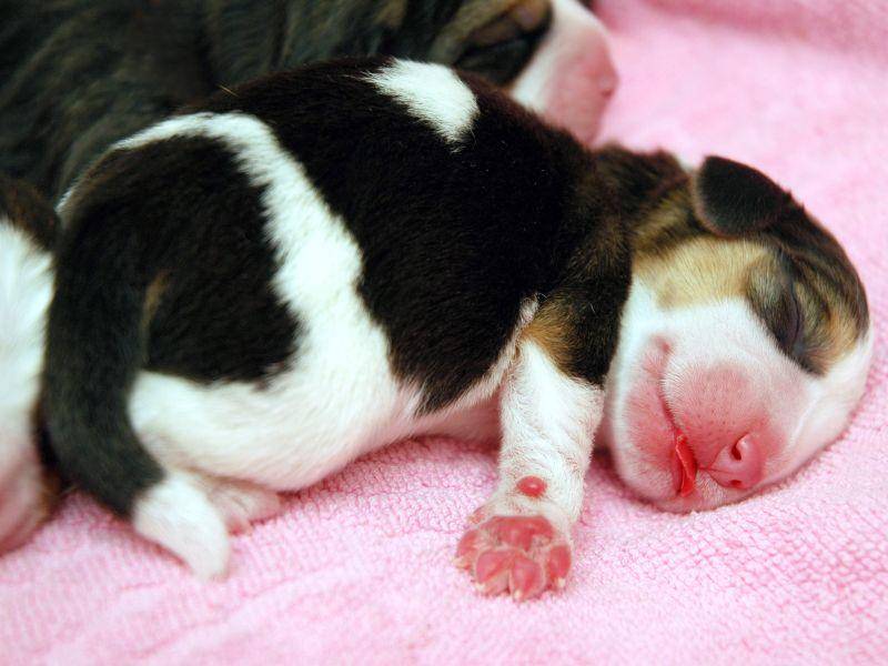 Der kleinste in unserer Runde: Ein dreifarbiger Beagle-Welpe – Bild: Shutterstock / Taiftin