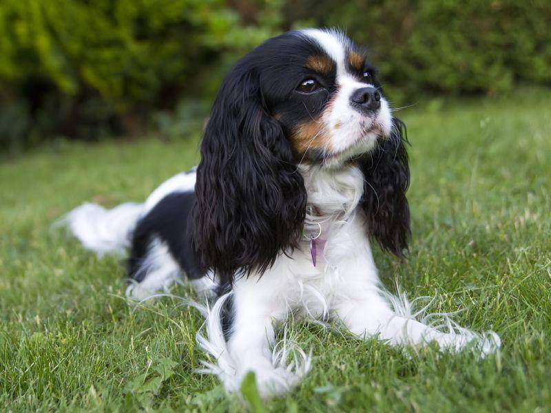 Der Cavalier King Charles Spaniel ist ein unheimlich süßer Hund, egal in welcher Farbe! – Bild: Shutterstock / Fotyma