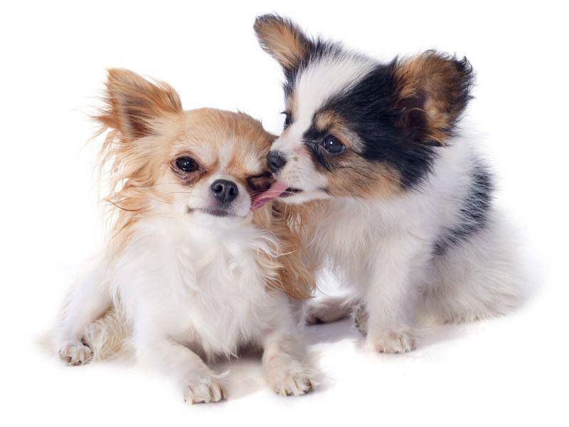 Na gut, erwischt: Nur einer dieser süßen Chihuahuas ist dreifarbig – Bild: Shutterstock / cynoclub