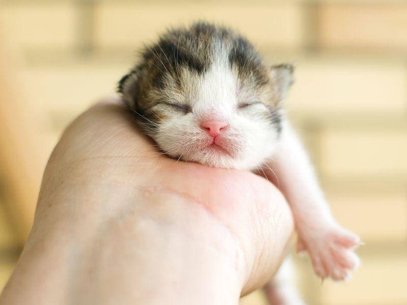 So sieht ein dreifarbiges Katzenbaby in ganz klein aus ... – Bild: Shutterstock / hannadarzy